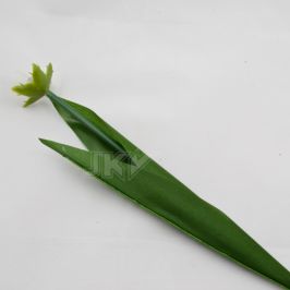 tulip stalks