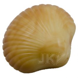 shell, Saint Jacques